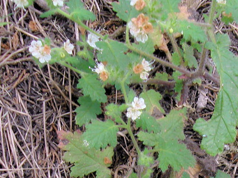 Phacelia malvifolia