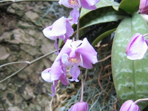 Phalaenopsis schilleriana