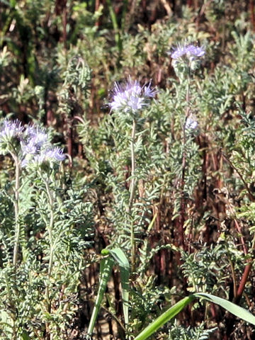 Phacelia tanacetifolia