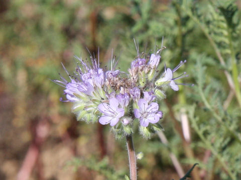 Phacelia tanacetifolia