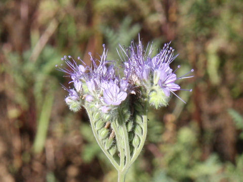 Phacelia tanacetifolia