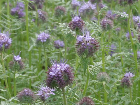 Phacelia tanacetifolia