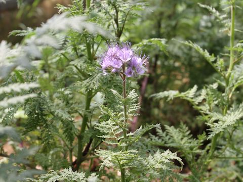 Phacelia tanacetifolia