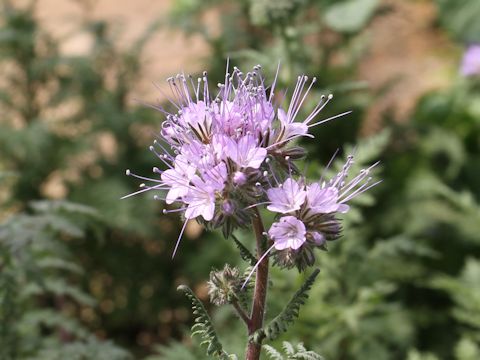 Phacelia tanacetifolia