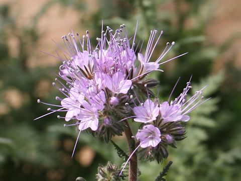 Phacelia tanacetifolia