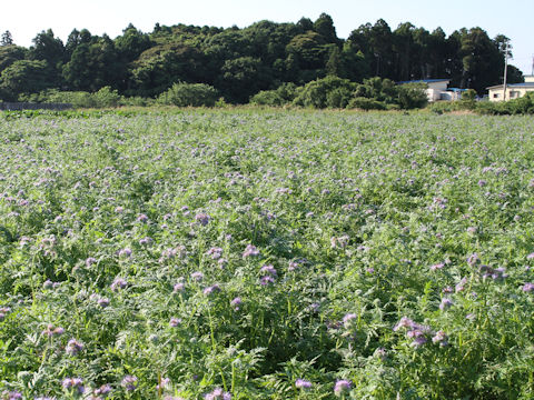 Phacelia tanacetifolia