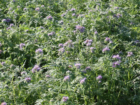 Phacelia tanacetifolia