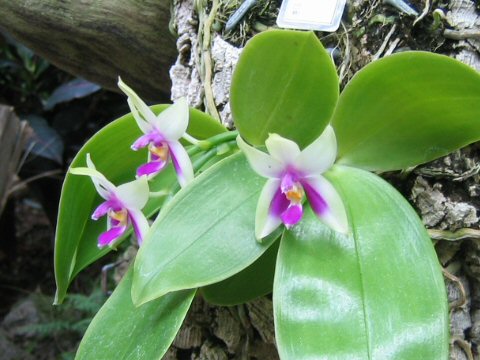 Phalaenopsis violace