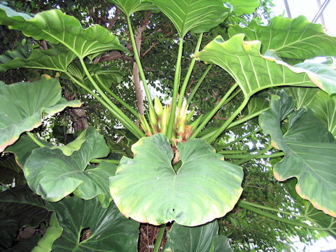 Philodendron giganteum