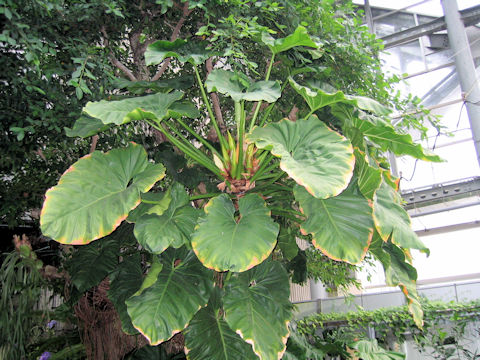 Philodendron giganteum