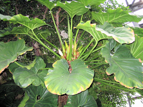 Philodendron giganteum