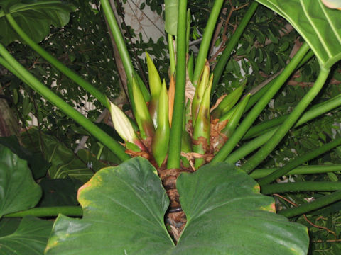 Philodendron giganteum