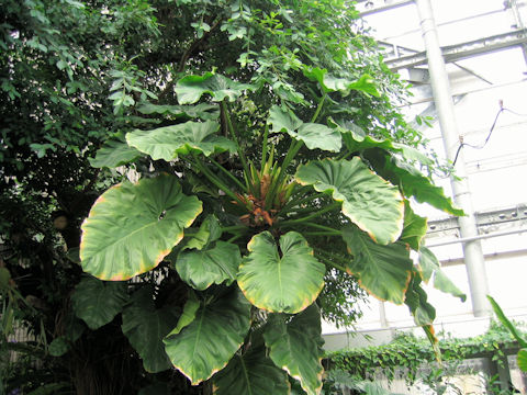 Philodendron giganteum