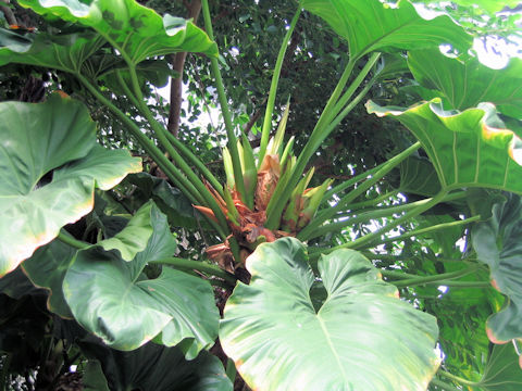 Philodendron giganteum