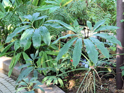 Philodendron goeldii