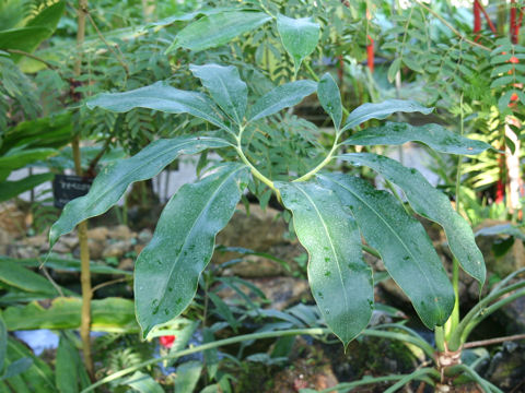 Philodendron goeldii