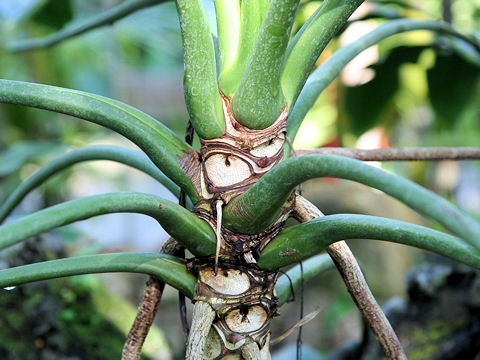 Philodendron goeldii