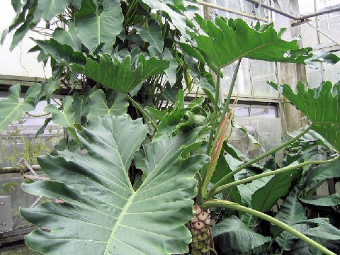 Philodendron undulatum