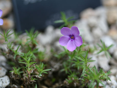 Phlox caespitosa