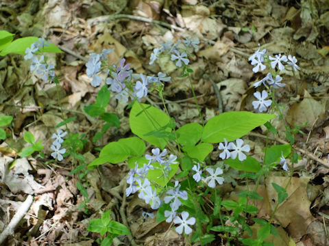 Phlox divaricata