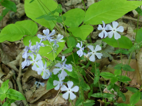 Phlox divaricata