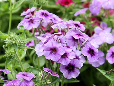 Phlox drummondii