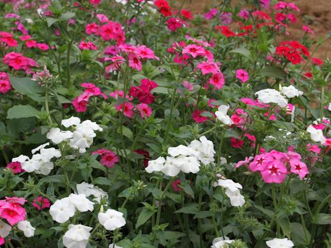 Phlox drummondii