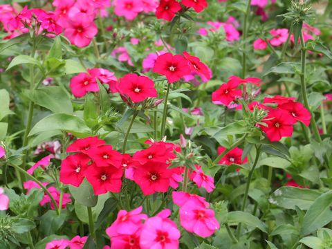 Phlox drummondii