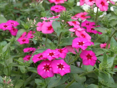 Phlox drummondii