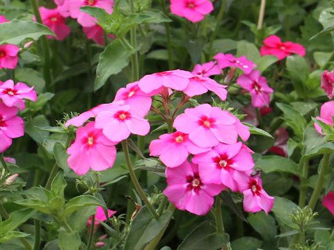 Phlox drummondii