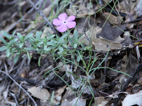 Phlox nana