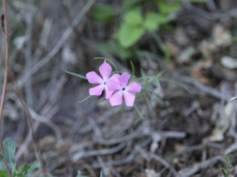 Phlox nana