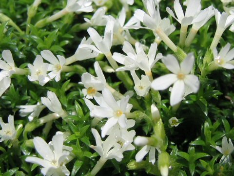 Phlox nivalis cv.