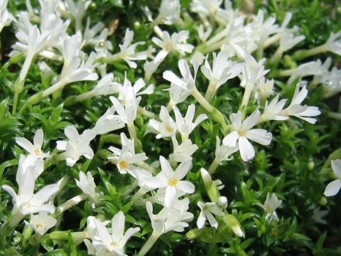 Phlox nivalis cv.