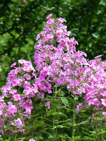 Phlox paniculata