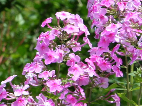 Phlox paniculata