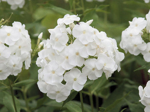 Phlox paniculata