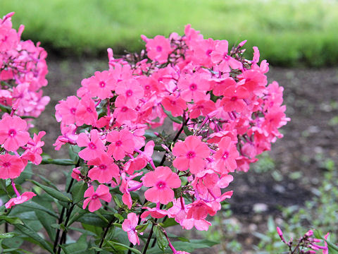 Phlox paniculata