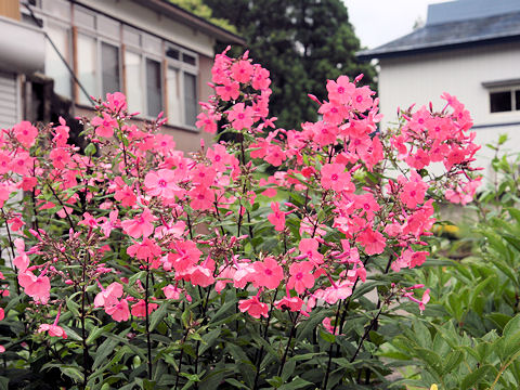 Phlox paniculata