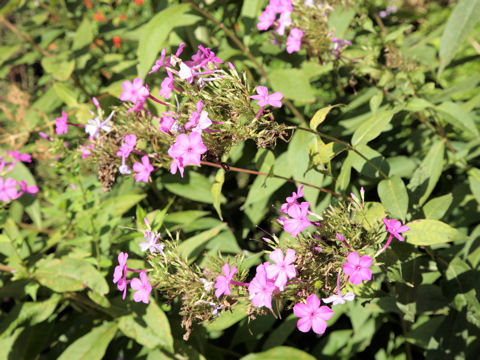 Phlox paniculata