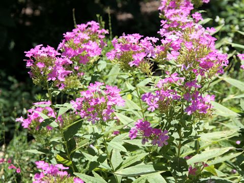 Phlox paniculata