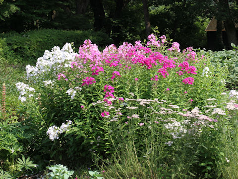 Phlox paniculata