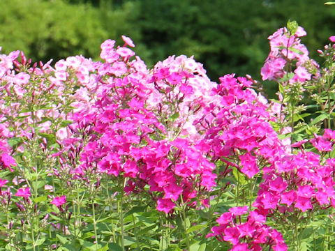 Phlox paniculata