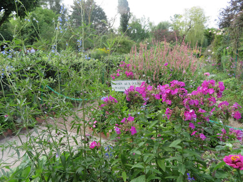 Phlox paniculata