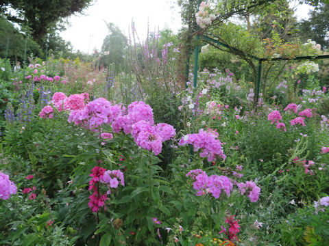 Phlox paniculata