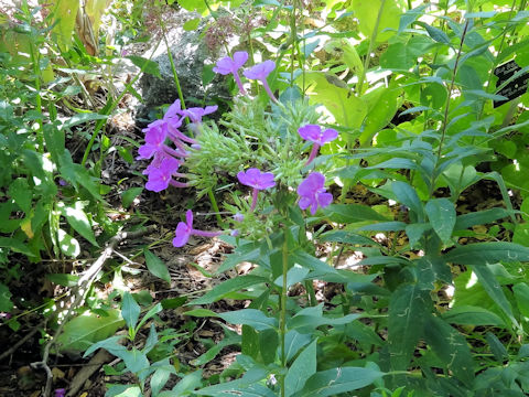 Phlox paniculata