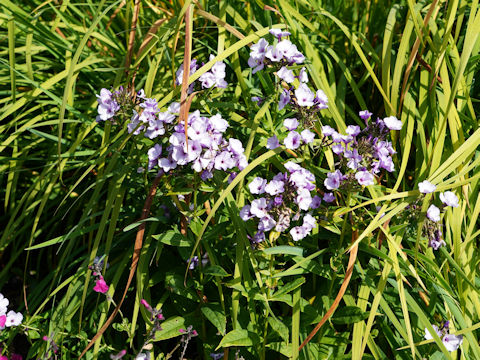 Phlox paniculata