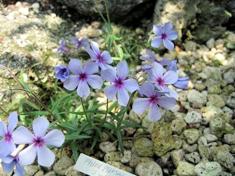 Phlox pilosa