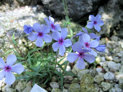 Phlox pilosa