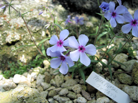 Phlox pilosa